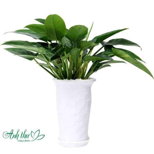 Sản phẩm Hoang de xanh 2 — Công Ty TNHH Cây Cảnh Anh Thư — MST 0106682137
