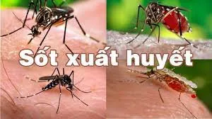 Sản phẩm 2 — Diệt Mối Hà Thành - Công Ty Cổ Phần Dịch Vụ Và Xây Dựng THT Việt Nam — MST 0106695182