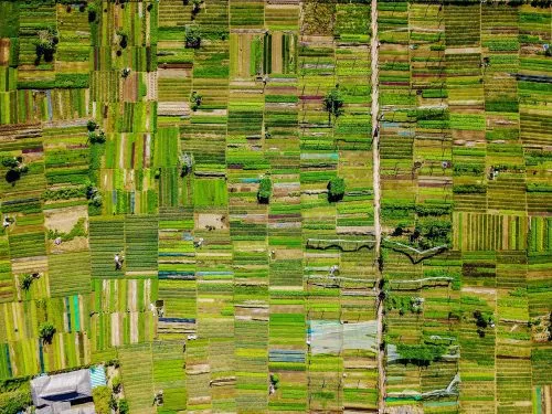 Sản phẩm Tra Que village Hoi An 500x375 — Công Ty TNHH Kế Toán Và Tư Vấn KTC — MST 0106712430