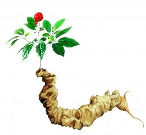 Sản phẩm Sam ngoc linh 5 e1692167976794 — Thực Phẩm Dũng Hà - Công Ty TNHH Nông Sản Dũng Hà — MST 0106809337