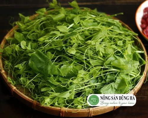 Sản phẩm mua rau bo khai o dau gia tot — Thực Phẩm Dũng Hà - Công Ty TNHH Nông Sản Dũng Hà — MST 0106809337