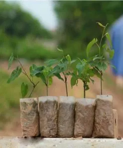 Sản phẩm 1493185519_hathuo 247x296 — Công Ty TNHH Đầu Tư Nông Nghiệp & Dược Liệu S555 — MST 0106847156