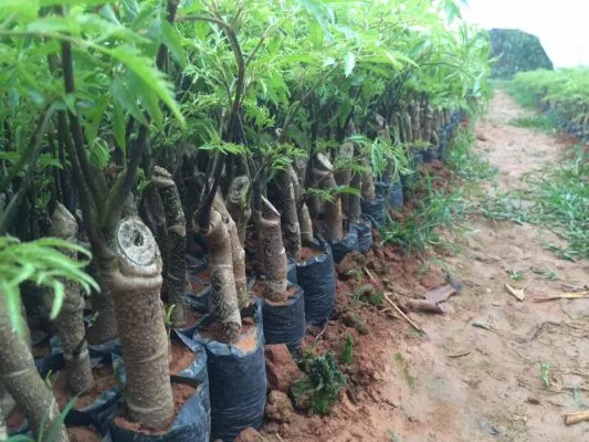 Sản phẩm 17021711_1698910170399388_6853895511962093672_n 1 1 533x400 — Công Ty TNHH Đầu Tư Nông Nghiệp & Dược Liệu S555 — MST 0106847156