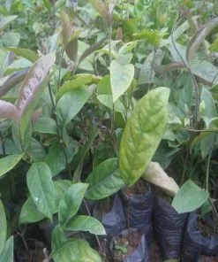 Sản phẩm ba kích 1 247x296 — Công Ty TNHH Đầu Tư Nông Nghiệp & Dược Liệu S555 — MST 0106847156