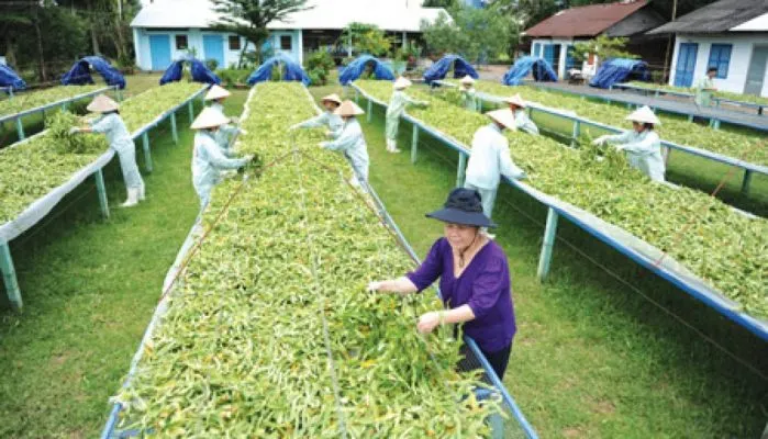 Sản phẩm bao che dong duoc gom nhung phuong phap nao 33ls03abeikar3f7yo0sga 699x400 — Công Ty TNHH Đầu Tư Nông Nghiệp & Dược Liệu S555 — MST 0106847156