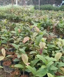 Sản phẩm cay giong tra hoa vang 247x296 — Công Ty TNHH Đầu Tư Nông Nghiệp & Dược Liệu S555 — MST 0106847156