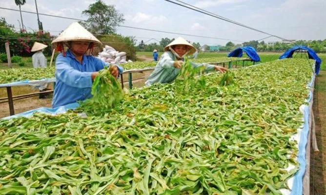 Sản phẩm duoc_lieu_kypy 668x400 — Công Ty TNHH Đầu Tư Nông Nghiệp & Dược Liệu S555 — MST 0106847156