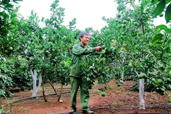 Sản phẩm ky thuat trong cay an qua 600x400 — Công Ty TNHH Đầu Tư Nông Nghiệp & Dược Liệu S555 — MST 0106847156
