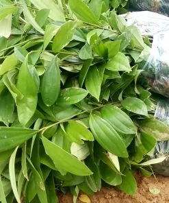 Sản phẩm maxresdefault 247x296 — Công Ty TNHH Đầu Tư Nông Nghiệp & Dược Liệu S555 — MST 0106847156