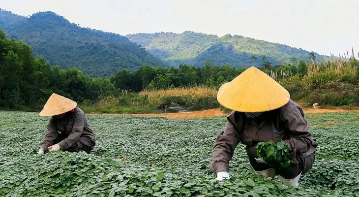 Sản phẩm rau_ma_c_thu_hoch_bng_tay 1059 730x400 — Công Ty TNHH Đầu Tư Nông Nghiệp & Dược Liệu S555 — MST 0106847156