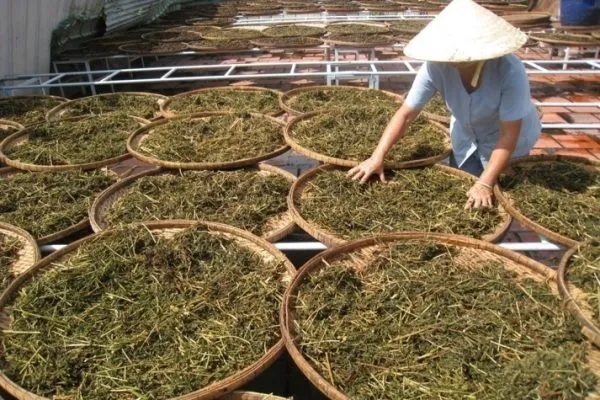 Sản phẩm say duoc lieu 1 600x400 — Công Ty TNHH Đầu Tư Nông Nghiệp & Dược Liệu S555 — MST 0106847156