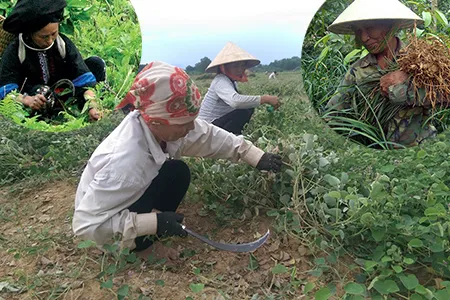 Sản phẩm thu hoach cay duoc lieu cnct chuan — Công Ty TNHH Đầu Tư Nông Nghiệp & Dược Liệu S555 — MST 0106847156