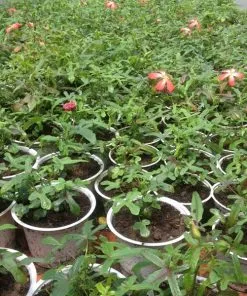 Sản phẩm Untitled 1 247x296 — Công Ty TNHH Đầu Tư Nông Nghiệp & Dược Liệu S555 — MST 0106847156