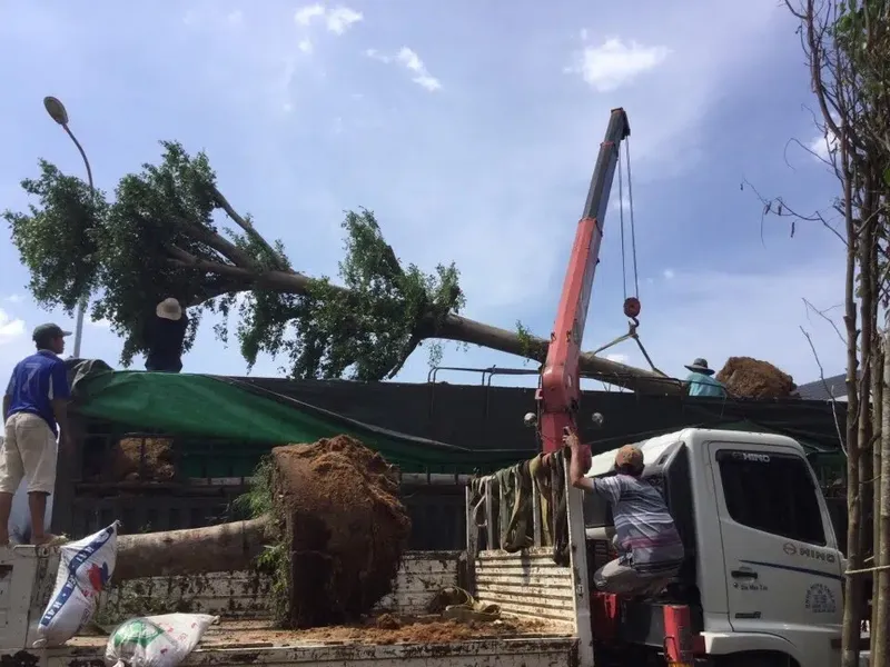 Sản phẩm van chuyen cay canh bac nam1 — Vận Tải Kim Cương Đỏ - Công Ty TNHH Vận Tải Kim Cương Đỏ — MST 0106900498