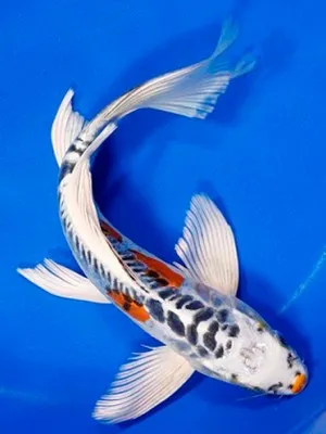 Sản phẩm ca koi buon 300x400 — Công Ty CP Kiến Trúc Xây Dựng Và Thương Mại ASVN — MST 0107011999