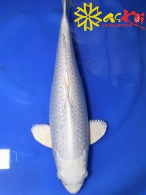 Sản phẩm ca koi nhat ban platium ogon 300x400 — Công Ty CP Kiến Trúc Xây Dựng Và Thương Mại ASVN — MST 0107011999