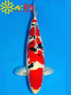 Sản phẩm ca koi sanke1 1 300x400 — Công Ty CP Kiến Trúc Xây Dựng Và Thương Mại ASVN — MST 0107011999