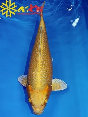 Sản phẩm ca koi yamabuki ogon9 300x400 — Công Ty CP Kiến Trúc Xây Dựng Và Thương Mại ASVN — MST 0107011999