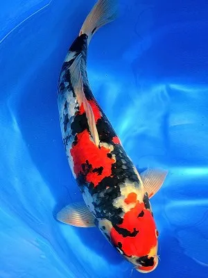 Sản phẩm showa koi fish 300x400 — Công Ty CP Kiến Trúc Xây Dựng Và Thương Mại ASVN — MST 0107011999