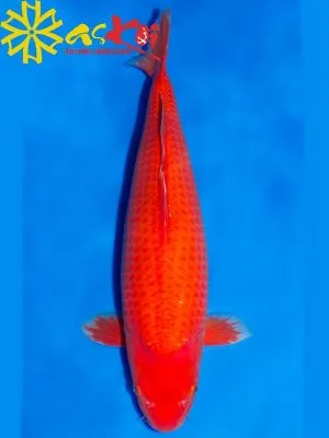 Sản phẩm ca koi benigoi nhat ban3 300x400 — Công Ty CP Kiến Trúc Xây Dựng Và Thương Mại ASVN — MST 0107011999