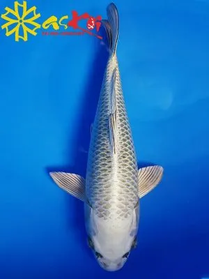 Sản phẩm ca koi mukashi5 300x400 — Công Ty CP Kiến Trúc Xây Dựng Và Thương Mại ASVN — MST 0107011999
