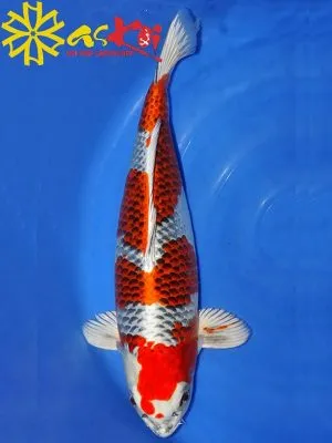 Sản phẩm kujaku size 15 65 cm8 300x400 — Công Ty CP Kiến Trúc Xây Dựng Và Thương Mại ASVN — MST 0107011999
