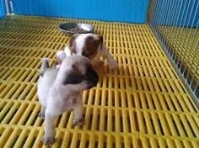 Sản phẩm Tam_lot_san_lon_11_small — Công Ty Cổ Phần Nhựa Phú Hòa An — MST 0107357940
