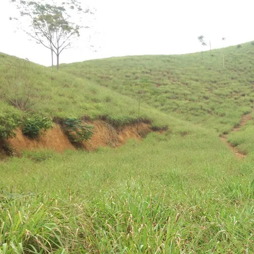 Sản phẩm doi sa 2 1 — VIPSEN - Công Ty CP Tinh Dầu Thiên Nhiên Hà Nội — MST 0107407609