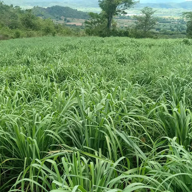 Sản phẩm sa java 31 — VIPSEN - Công Ty CP Tinh Dầu Thiên Nhiên Hà Nội — MST 0107407609
