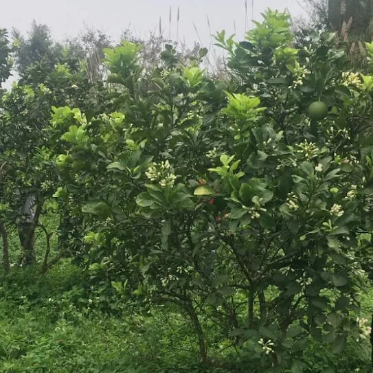 Sản phẩm vuon buoi vv — VIPSEN - Công Ty CP Tinh Dầu Thiên Nhiên Hà Nội — MST 0107407609