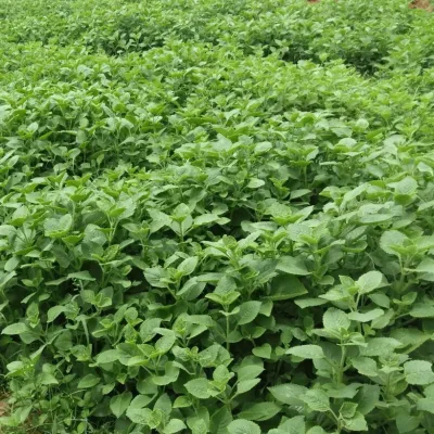 Sản phẩm Vung nguyen lieu hung chanh1 1 400x400 — VIPSEN - Công Ty CP Tinh Dầu Thiên Nhiên Hà Nội — MST 0107407609