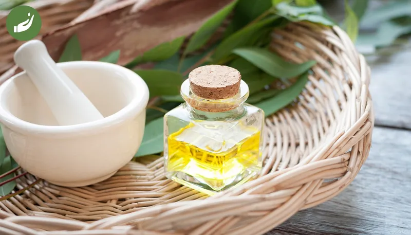 Sản phẩm luu y trong cach su dung dau khuynh diep cho tre so sinh 1 — VIPSEN - Công Ty CP Tinh Dầu Thiên Nhiên Hà Nội — MST 0107407609
