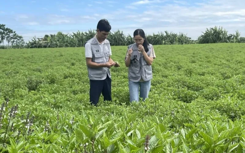Sản phẩm canh dong hung que — VIPSEN - Công Ty CP Tinh Dầu Thiên Nhiên Hà Nội — MST 0107407609
