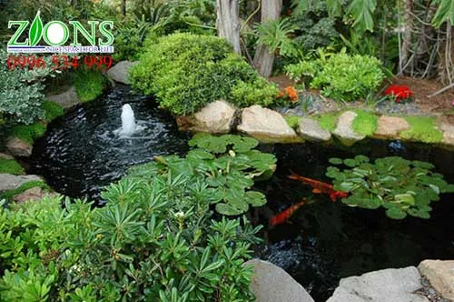 Sản phẩm Dich vu cham soc ho koi zions — Công Ty TNHH Zions Việt — MST 0107469926