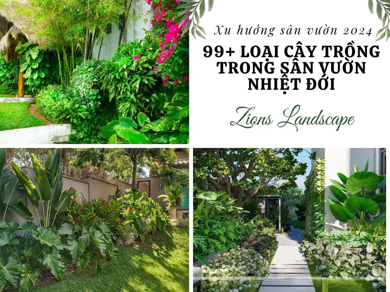 Sản phẩm cay_canh_nhiet_doi_ _san_vuon_nhiet_doi2 — Công Ty TNHH Zions Việt — MST 0107469926