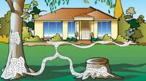 Sản phẩm moi xam nhap vao nha 300x167 — Công Ty TNHH BioKlean Việt Nam — MST 0107499367