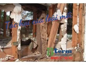 Sản phẩm Tac hai cua loai moi 300x225 — Công Ty TNHH BioKlean Việt Nam — MST 0107499367