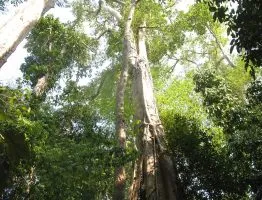 Sản phẩm cay go do 6 262x200 — Công Ty TNHH Đồ Gỗ Trường Giang — MST 0107520139