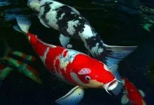 Sản phẩm ca koi nhat 220x150 — Công Ty CP Đầu Tư Và Phát Triển Thương Mại Thái Hòa — MST 0107554868