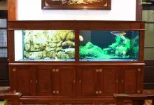 Sản phẩm u1_u1_be ca rong 266 nuoi 2 con 220x150 — Công Ty CP Đầu Tư Và Phát Triển Thương Mại Thái Hòa — MST 0107554868