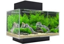 Sản phẩm be mini edge fluval 2 220x150 — Công Ty CP Đầu Tư Và Phát Triển Thương Mại Thái Hòa — MST 0107554868