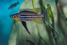 Sản phẩm benthochromis tricoti 220x150 — Công Ty CP Đầu Tư Và Phát Triển Thương Mại Thái Hòa — MST 0107554868
