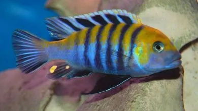 Sản phẩm Afra cichlids 390x220 — Công Ty CP Đầu Tư Và Phát Triển Thương Mại Thái Hòa — MST 0107554868