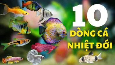 Sản phẩm 5539f0558bd6318868c7 390x220 — Công Ty CP Đầu Tư Và Phát Triển Thương Mại Thái Hòa — MST 0107554868