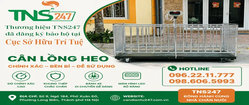 Sản phẩm can_long_heo_247 — Công Ty TNHH Thiết Bị Đo Lường Và Công Nghiệp 247 — MST 0107705669