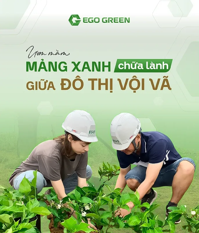 Sản phẩm cay xanh_1749743155_1750859485 — Thiết Kế Cảnh Quan Ego - Công Ty TNHH Cảnh Quan Xanh Ego Việt Nam — MST 0107721727