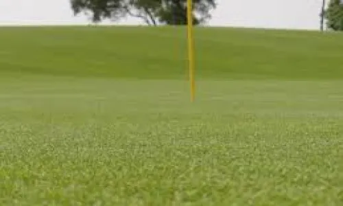 Sản phẩm green putting paspalum 2 500x300 — Công Ty TNHH Đầu Tư Sao Việt Phát — MST 0107763452