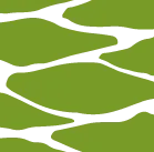 Logo Công Ty Cổ Phần Sáng Tạo Cành Cọ