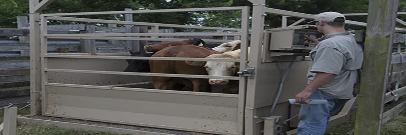 Sản phẩm Livestock scale 1024x683 — Cân Việt Phát - Công Ty TNHH Cân Điện Tử Việt Phát — MST 0107855230