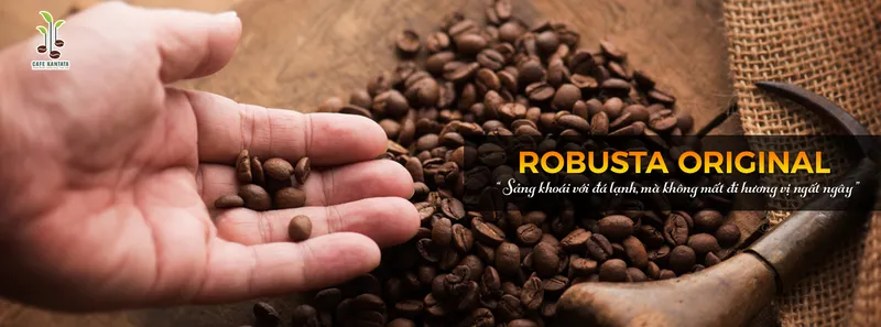 Sản phẩm cafe viet nam ROBUSTA ORIGINAL — Công Ty Cổ Phần Cafe Kantata — MST 0108025345